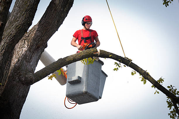 How Our Tree Care Process Works  in  Atlanta, IL